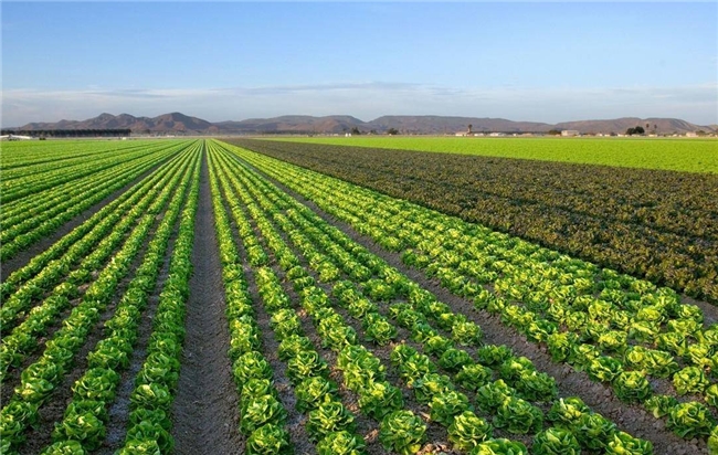 云悦动APP是真的吗？主力农业发展成为乡村振兴数字引擎(图3)