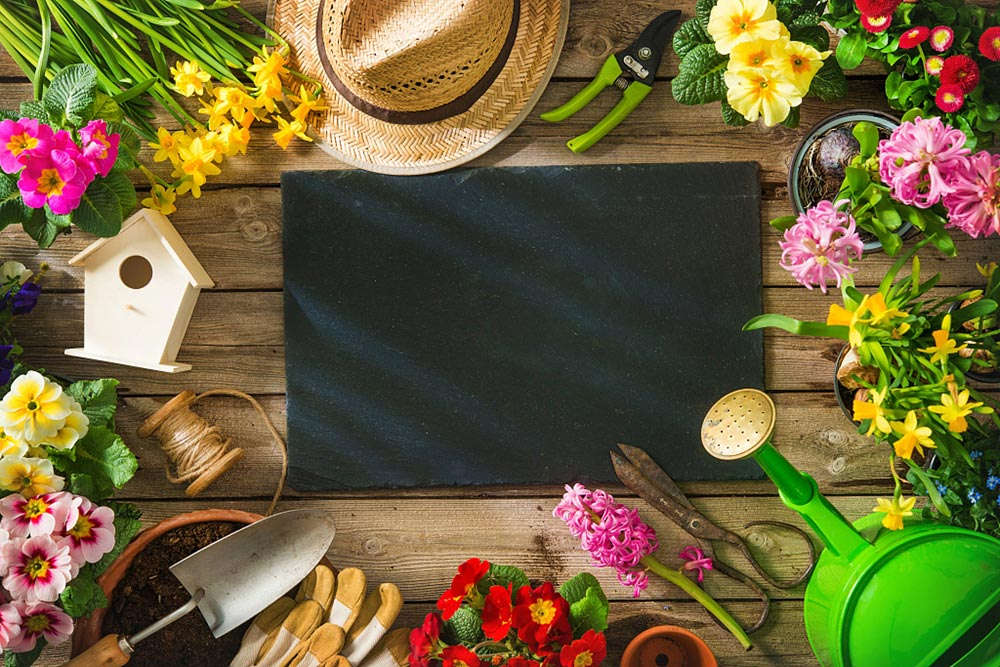 绣球藤的主要品种(图2)