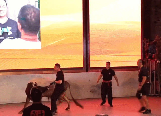 这个端午除了“掠鸭”“掼牛” 还有……(图1)