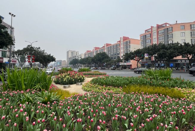 喜庆满满双流大街小巷张灯结彩迎新春(图6)