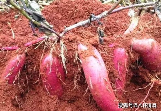 他冒死从国外带回1根藤养活了我国上亿人名字却没什么人知道(图1)