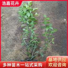 二人相声剧本Word模板下载(图1)